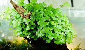 Hydrocotyle tripartita Japan