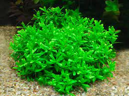 Hedyotis salzmannii