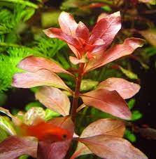 Ludwigia repens rubin