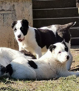Azijat Kangal Volkodav stenad