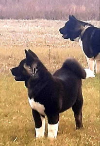 američka akita štene