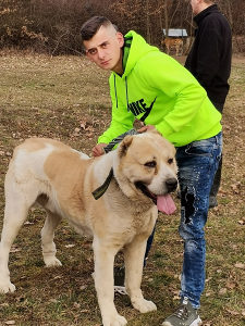 Azijat Kangal sarplaninac tornjak