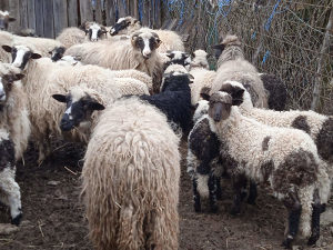 Prodaja ovaca