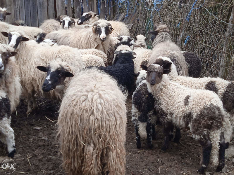 Prodaja ovaca