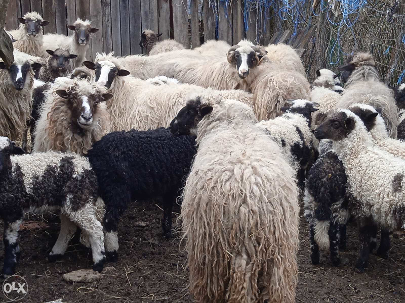 Prodaja ovaca