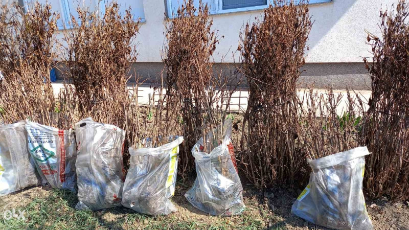 Hortenzija cvijece Hadjibeg 20km