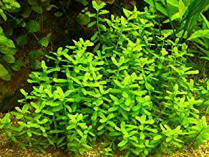 Hedyotis salzmannii