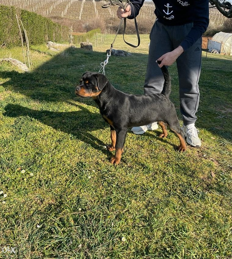 Rottweiler