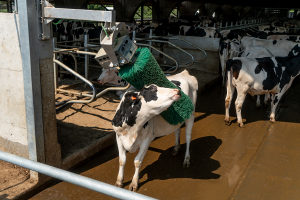 Automatska četka za krave (PANDULUM)