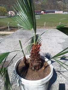 Palma Trachycarpus wagnerianus