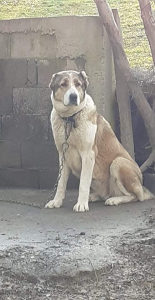 Azijat Kangal Volkodav tornjak zenka