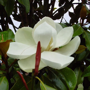Velecvijetna magnolija ( magnolia grandiflora) sadnica