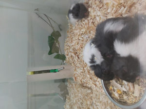 Hrcak.hrcci.siriski angora