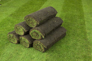Engleska trava travnjaci busen 065 246 664