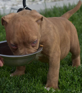 American Bully Americki buli stenci
