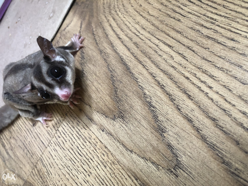 Leteća vjeverica/Sugar glider