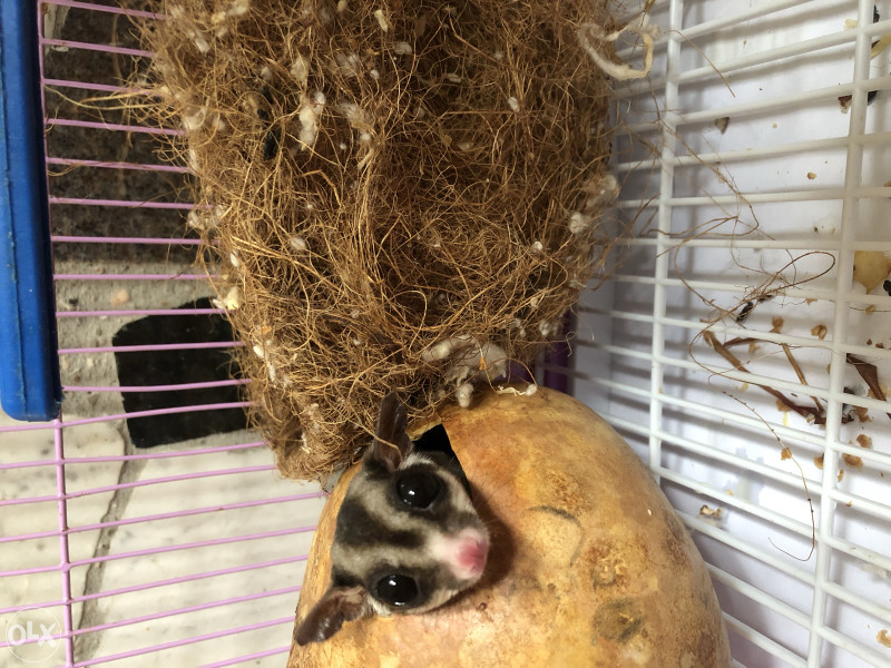 Leteća vjeverica/Sugar glider