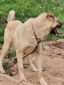 Kangal zenka