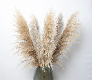 Prirodni pampas dekorativni *NOVO*