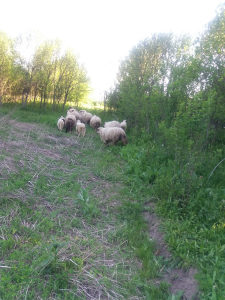 Jagnjad ovce