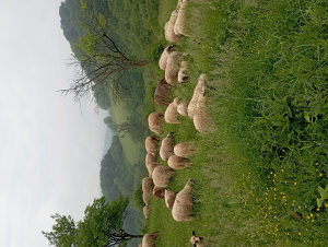 Kurbani (ovce, ovnovi, janjci i junice)