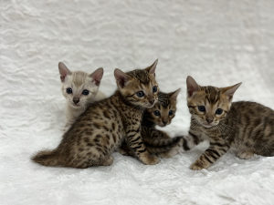Bengalska mačka mačići