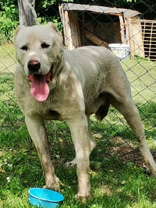 Azijat Kangal Volkodav trnjak sarplaninac pas