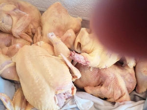 Domaći pilići dostava danas Tuzla lukavac