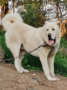 Volkodav azijat Kangal sarplaninac vucajk pas