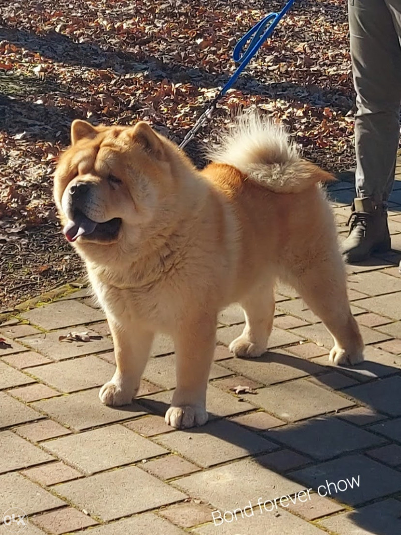 koliko koštaju štenci chow chow