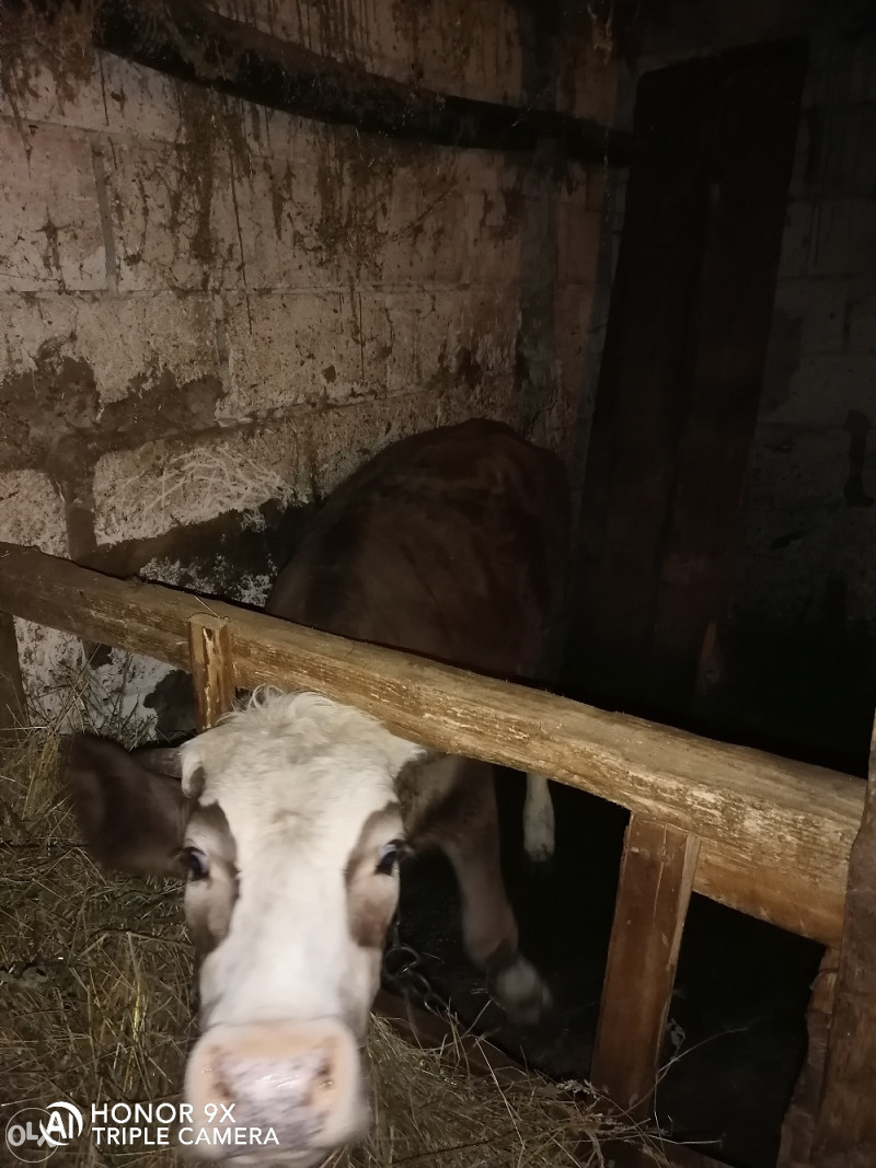 Životinje stoka