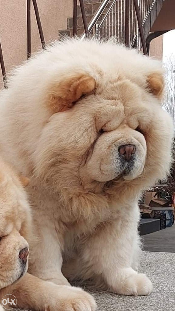 koliko koštaju štenci chow chow