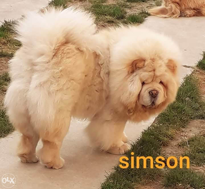 koliko koštaju štenci chow chow