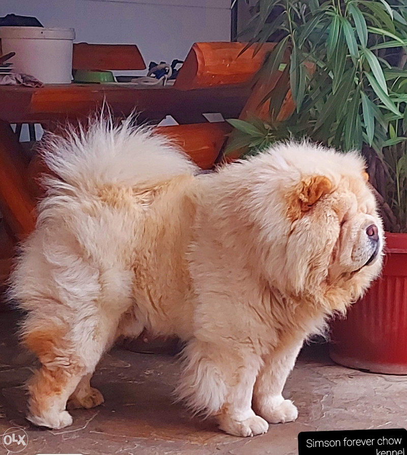 koliko koštaju štenci chow chow