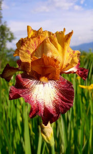 Iris perunika