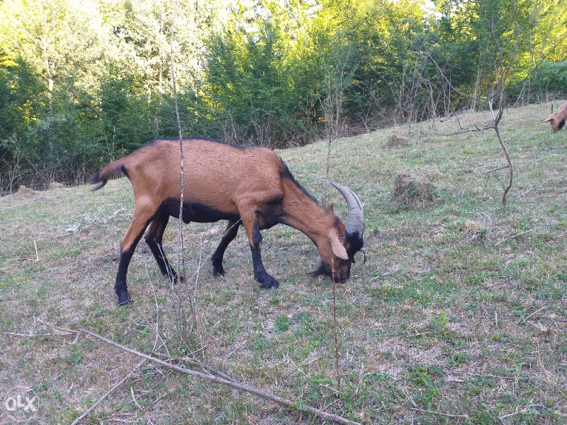 Alpski jarac