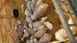 Finske ovce