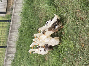 Mlade patke