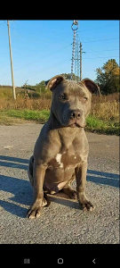 APBT Blueline Plavi Pitbull