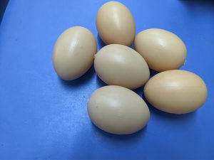 PVC lažna jaja