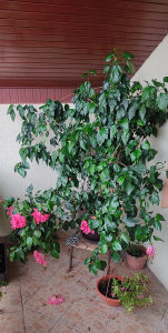 Cvijet Hibiskus i Drvo Zivota Cvijece