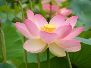 Lotos Lotus biljke