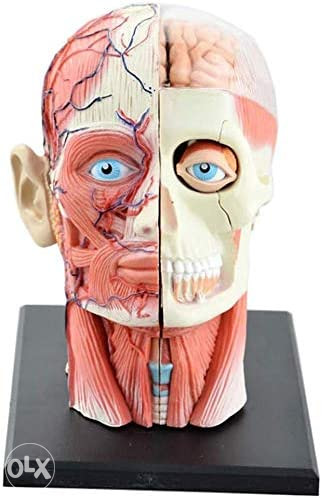 Anatomski model glava lobanja 12 dijelova