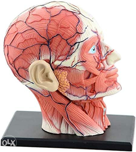 Anatomski model glava lobanja 12 dijelova