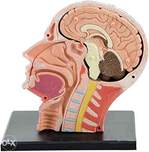 Anatomski model glava lobanja 12 dijelova