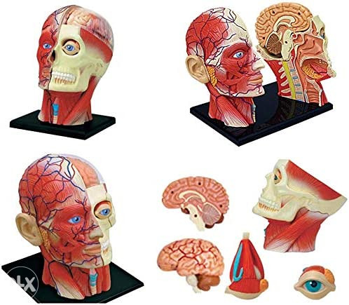 Anatomski model glava lobanja 12 dijelova