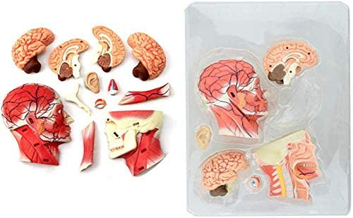Anatomski model glava lobanja 12 dijelova