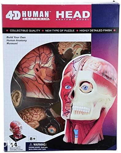 Anatomski model glava lobanja 12 dijelova