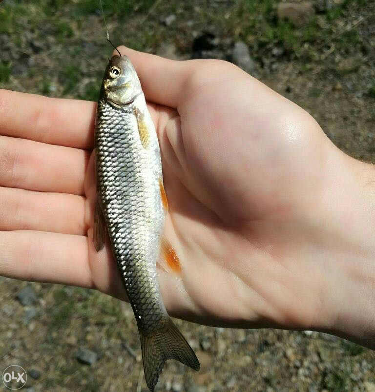 Kederi keder - Mamci - OLX.ba