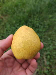 Kruska za rakiju Citronka